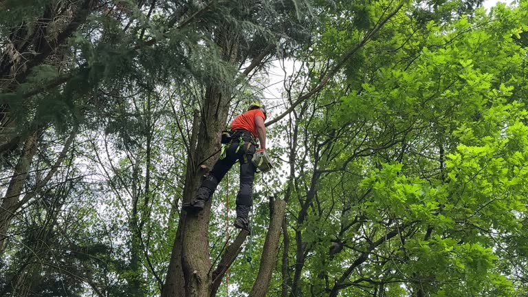 Best Leaf Removal  in Mentor On The Lake, OH